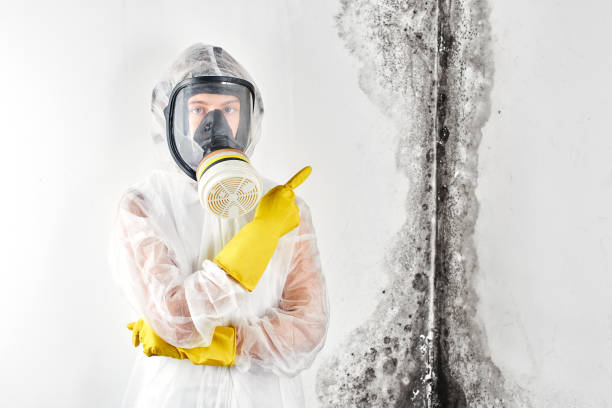 Best Basement Mold Removal  in La Grange, TX